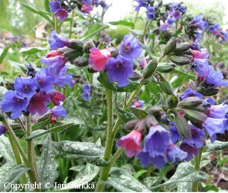 Pulmonaria saccharata Argentea